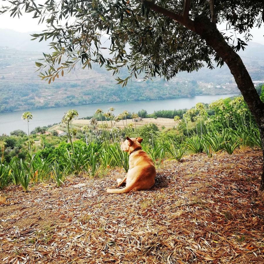 Casa Da Mouta - Douro Valley Baião Eksteriør billede